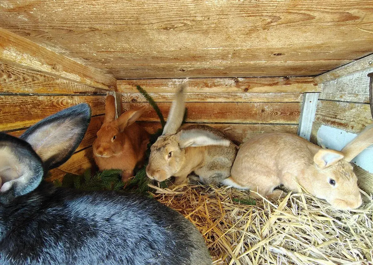 Králík - samci