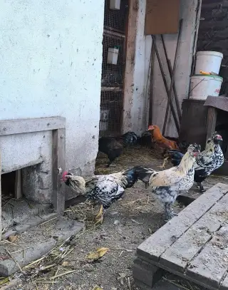 Kohouti