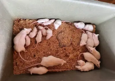 Myš, mastomyš