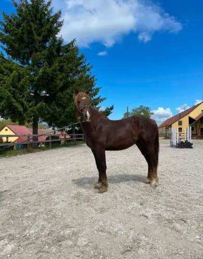 Hřebečka plemene Slezský norik