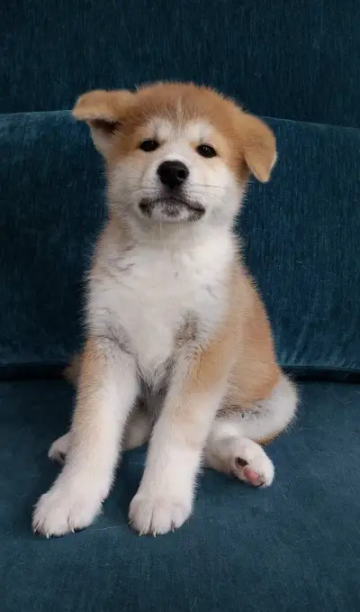 Štěňátka Akita Inu