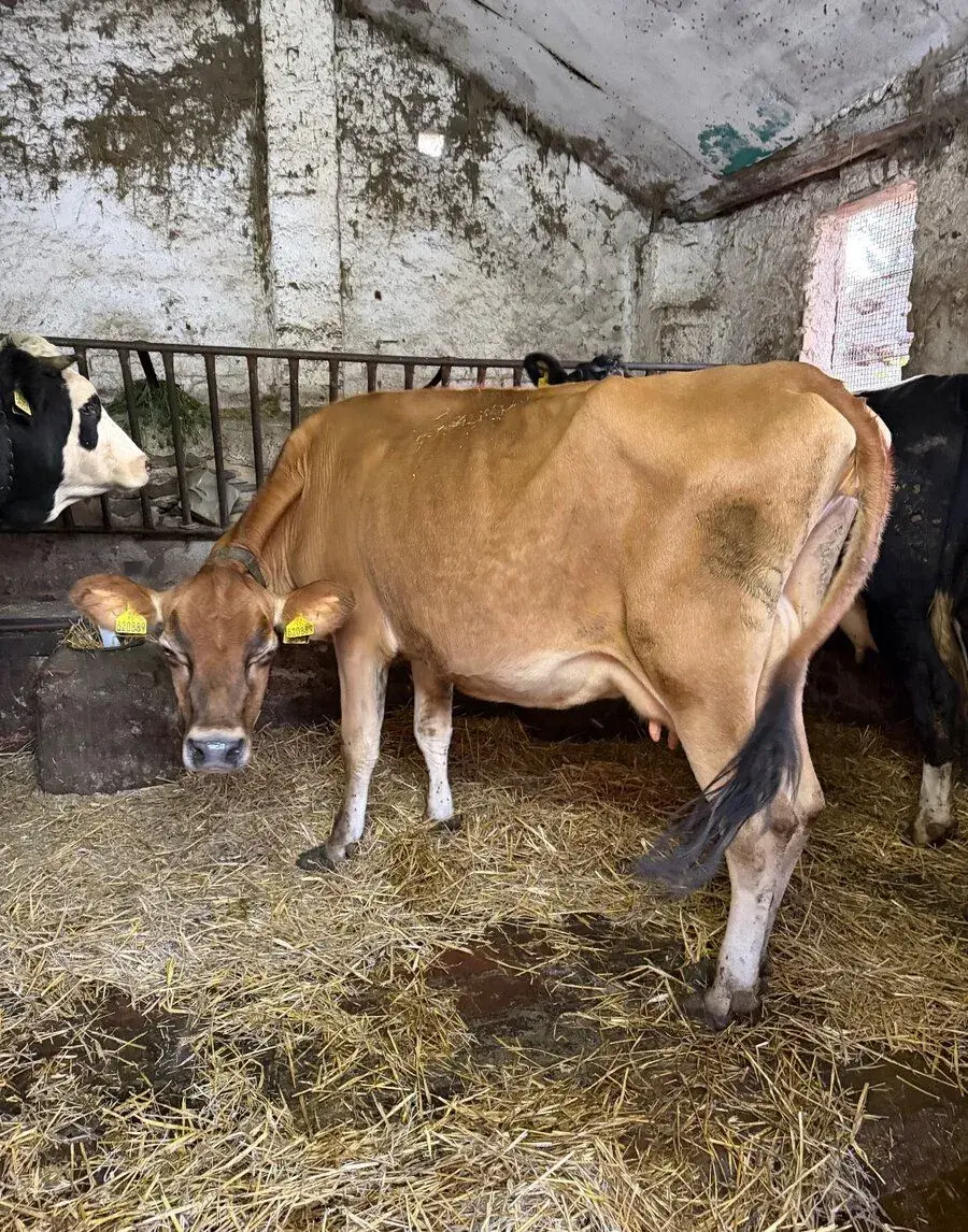 Jersey kráva