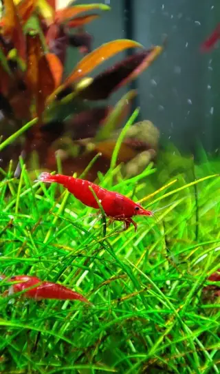 Krevetky Neocaridina davidi - Red cherry 20+1ks