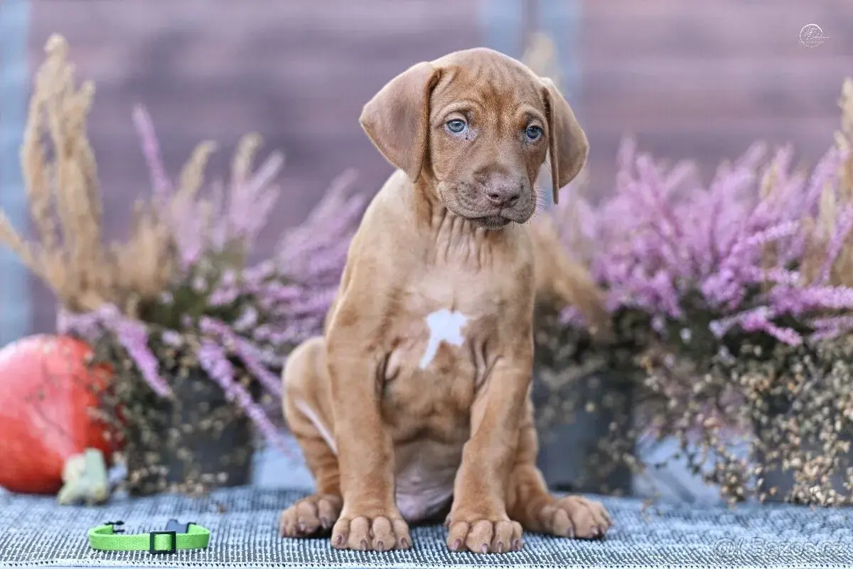 Rhodéský Ridgeback štěňátka s PP - poslední 2 pejsci