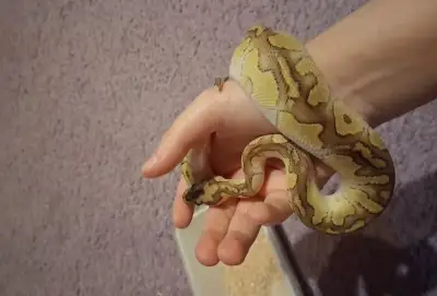 Krajta Královská - Python regius