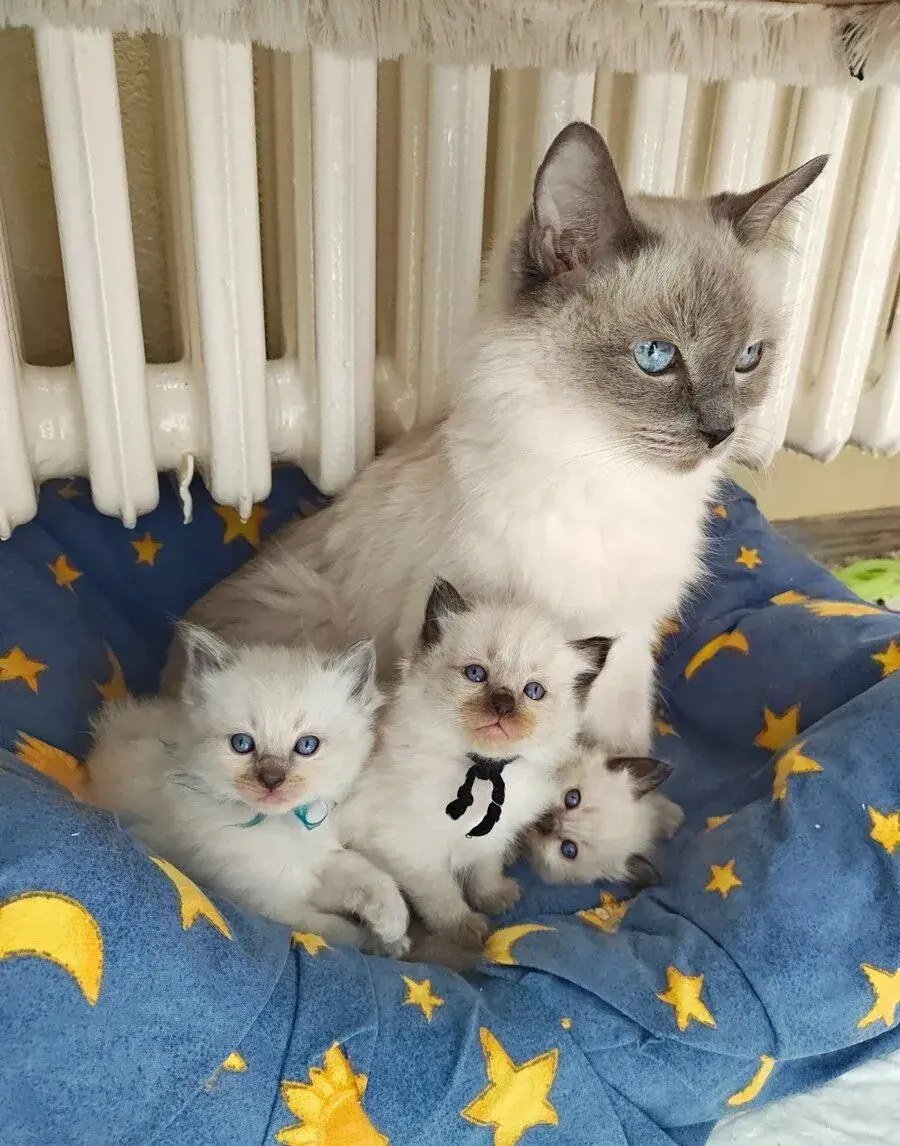 Ragdoll bez PP