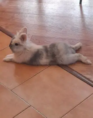 Daruji králíčka