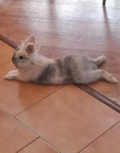 Daruji králíčka