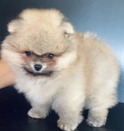 Pomeranian - PP/ FCI