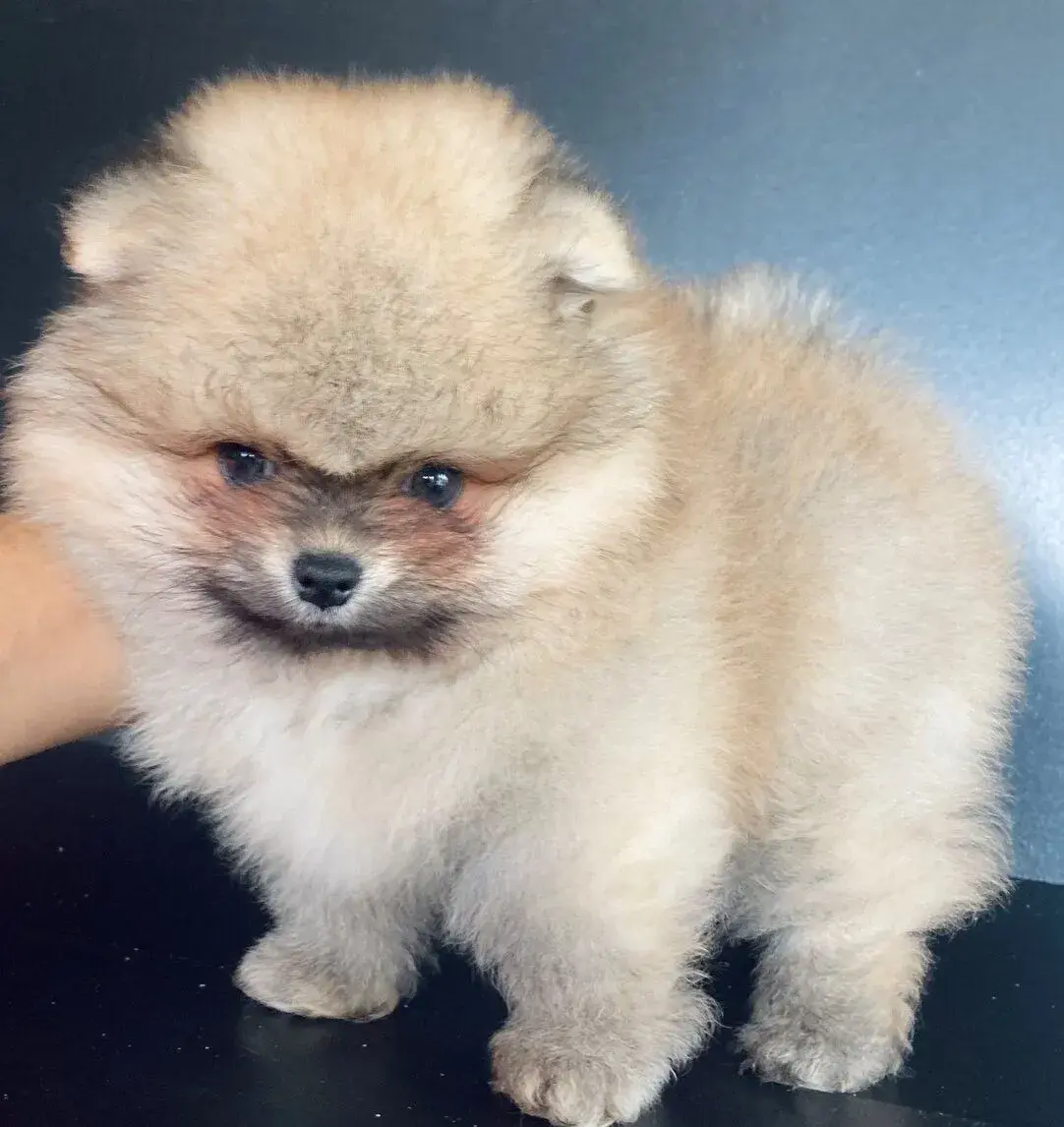 Pomeranian - PP/ FCI