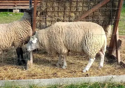 Beran Texel