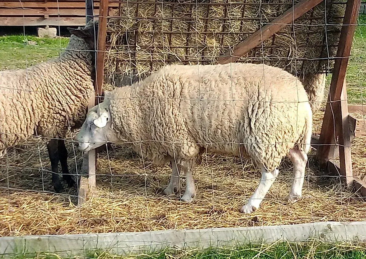 Beran Texel