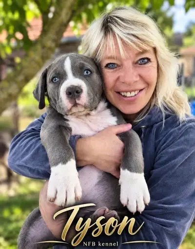 Štěňata American Bully xl/xxl s pp. Již k odběru 🩵