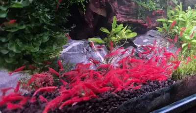 Krevetky Neocaridina Sakura red