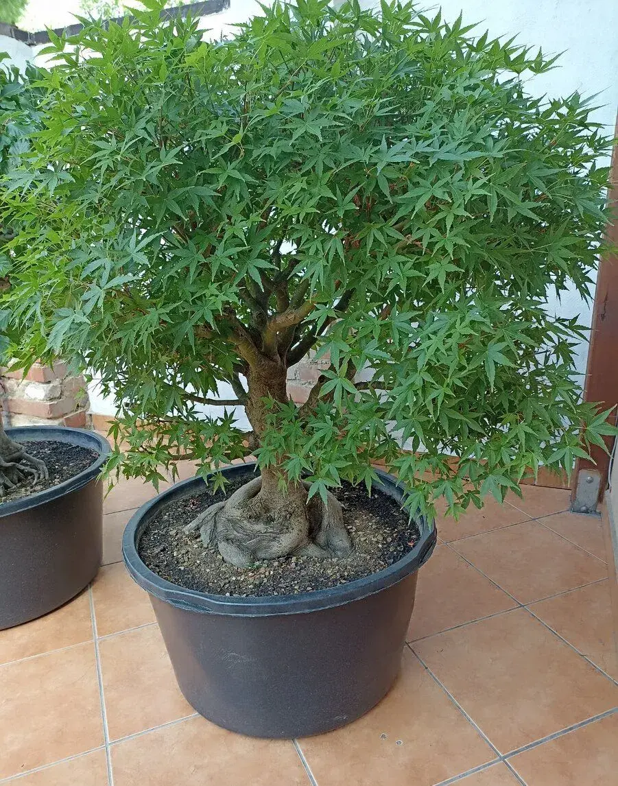 Bonsai, bonsaj střední - javor dlanitolistý+ buk lesní