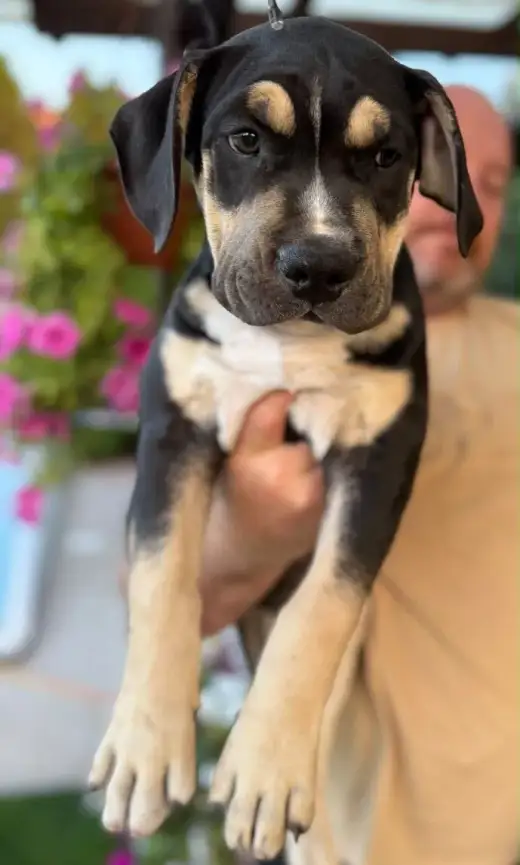 American Bully XL