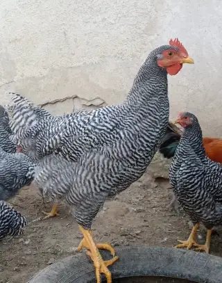 Kohoutek amroks