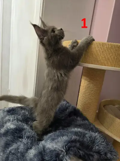 Mainská mývalí koťata s PP