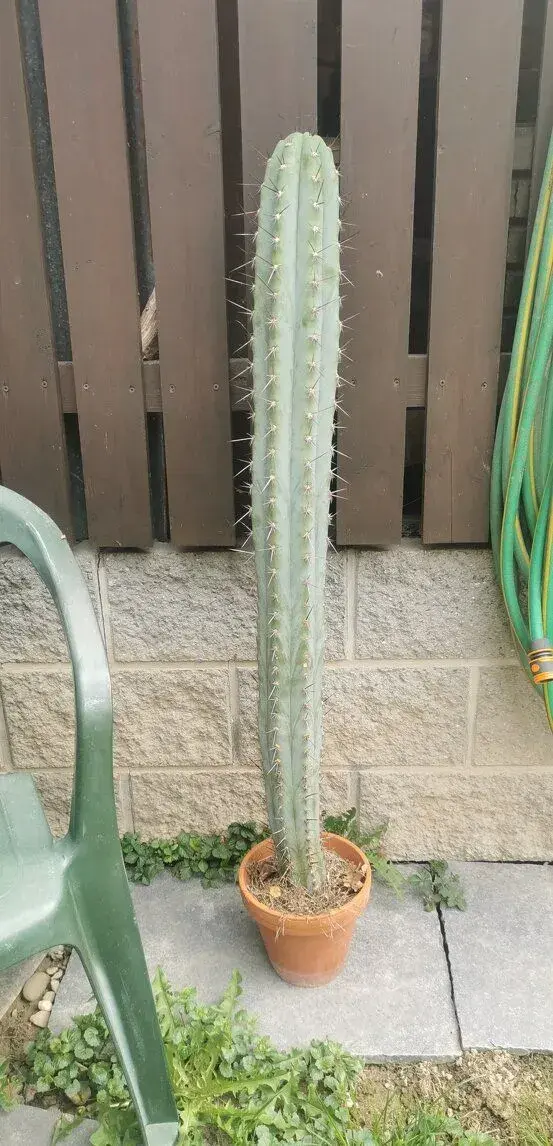 Kaktus Trichocereus Macrogonus (Echinopsis Macrogona)