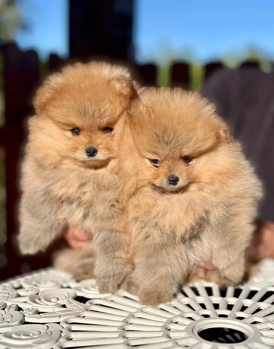 Pomeranian
