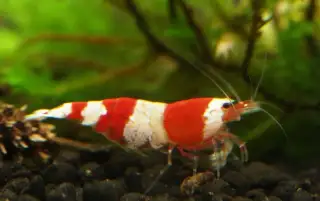 Krevetky Caridina crystal red