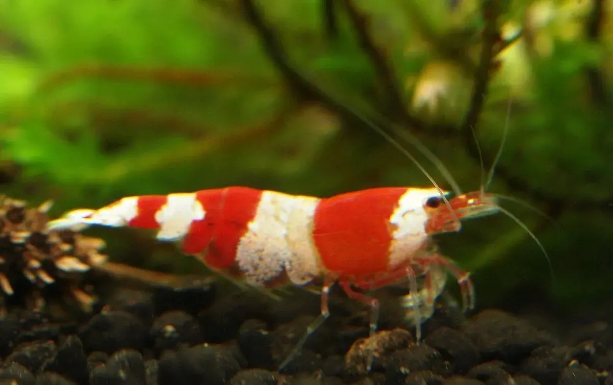Krevetky Caridina crystal red