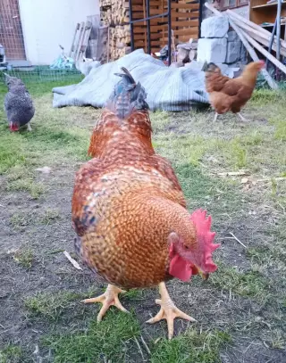 Kohout 7 měsíců