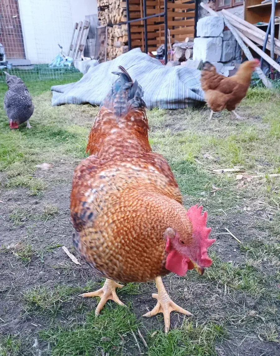 Kohout 7 měsíců