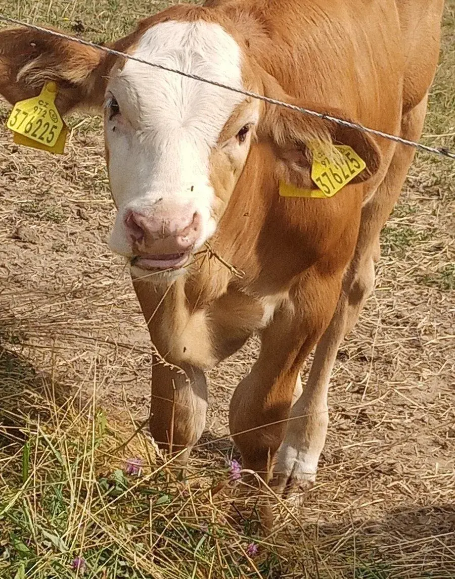 Polomasnou jalovici
