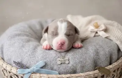American Bully XL originální původní krev rodokmen ABKC USA