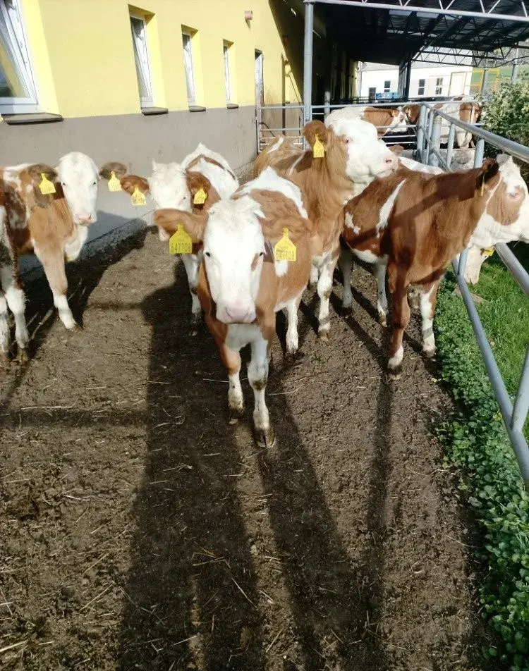 Jalovice