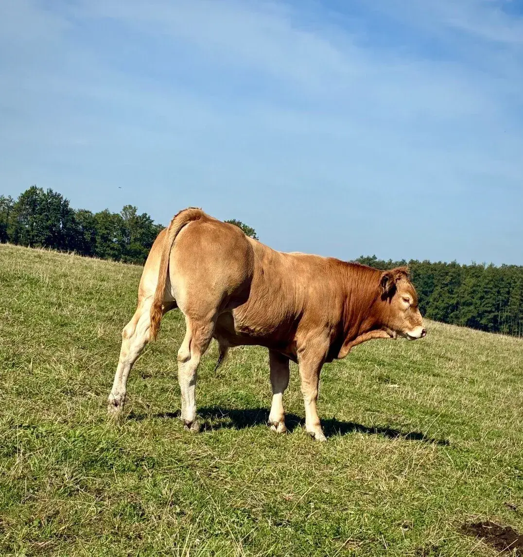 Býčky a jalovice zástav telata