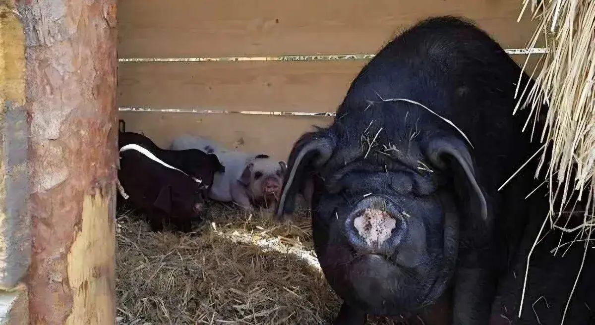 Prasata Kune Kune