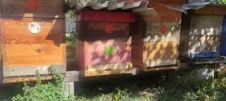 Včelstva,včely