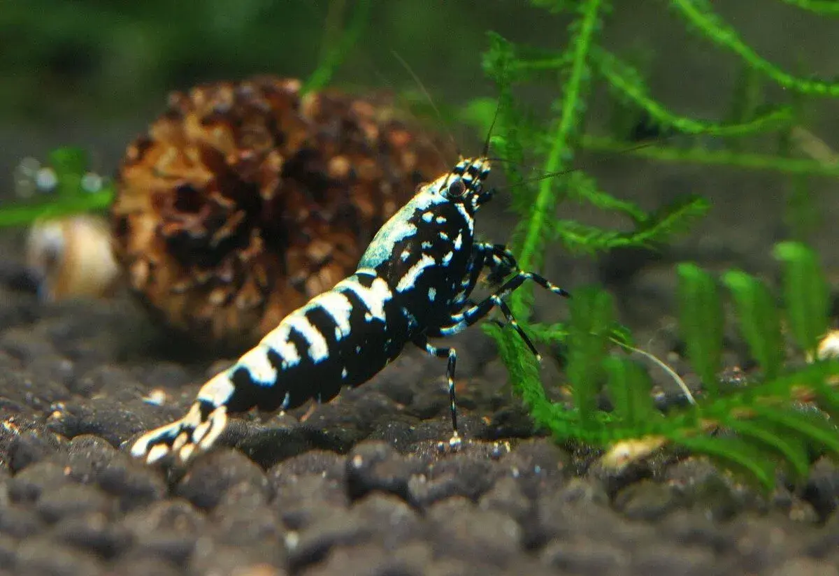 Krevetky Caridina black galaxy