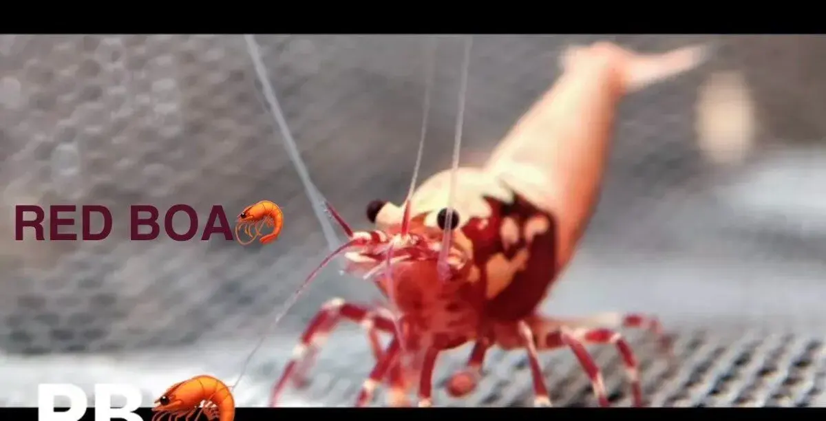 🦐 SLADKOVODNÉ AKVA KREVETKY – PREMIUM KVALITA- ODCHOVY