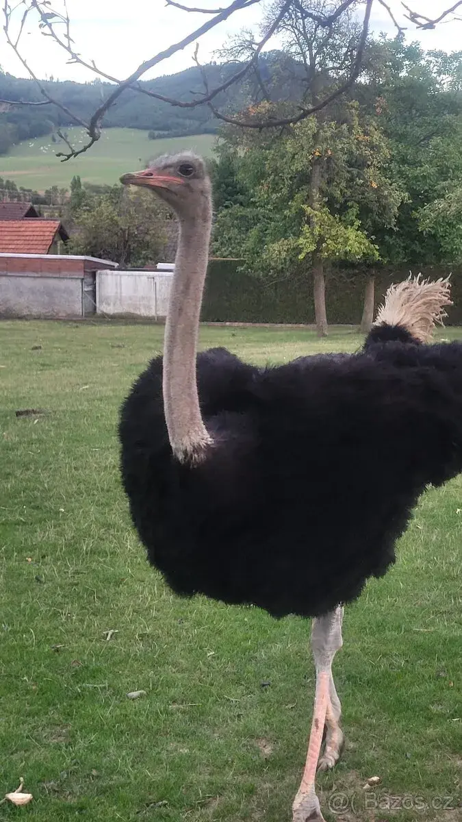 Pštros africký