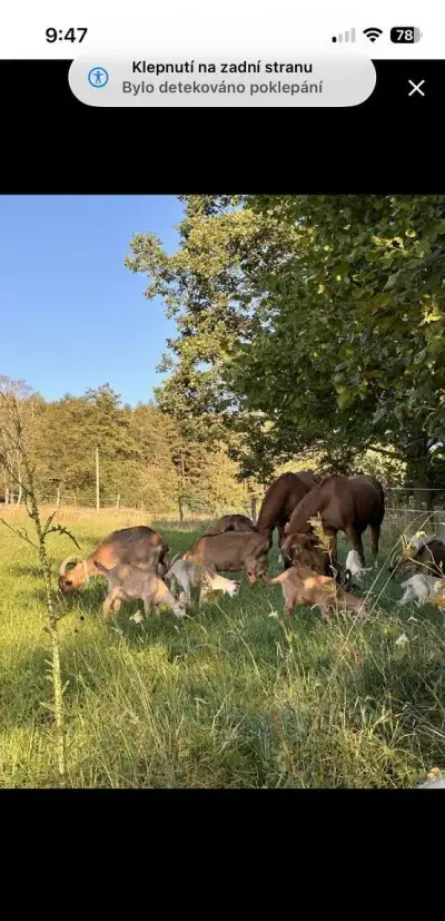 Kozicky i kozlici z eko hospodarstvi