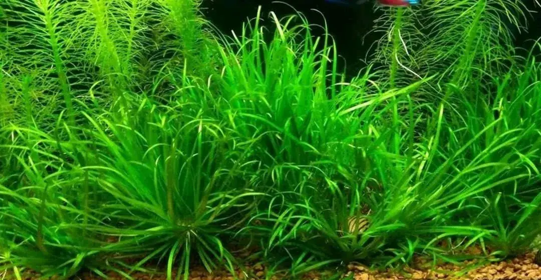 Akvarijní rostlina - Japonská blyxa