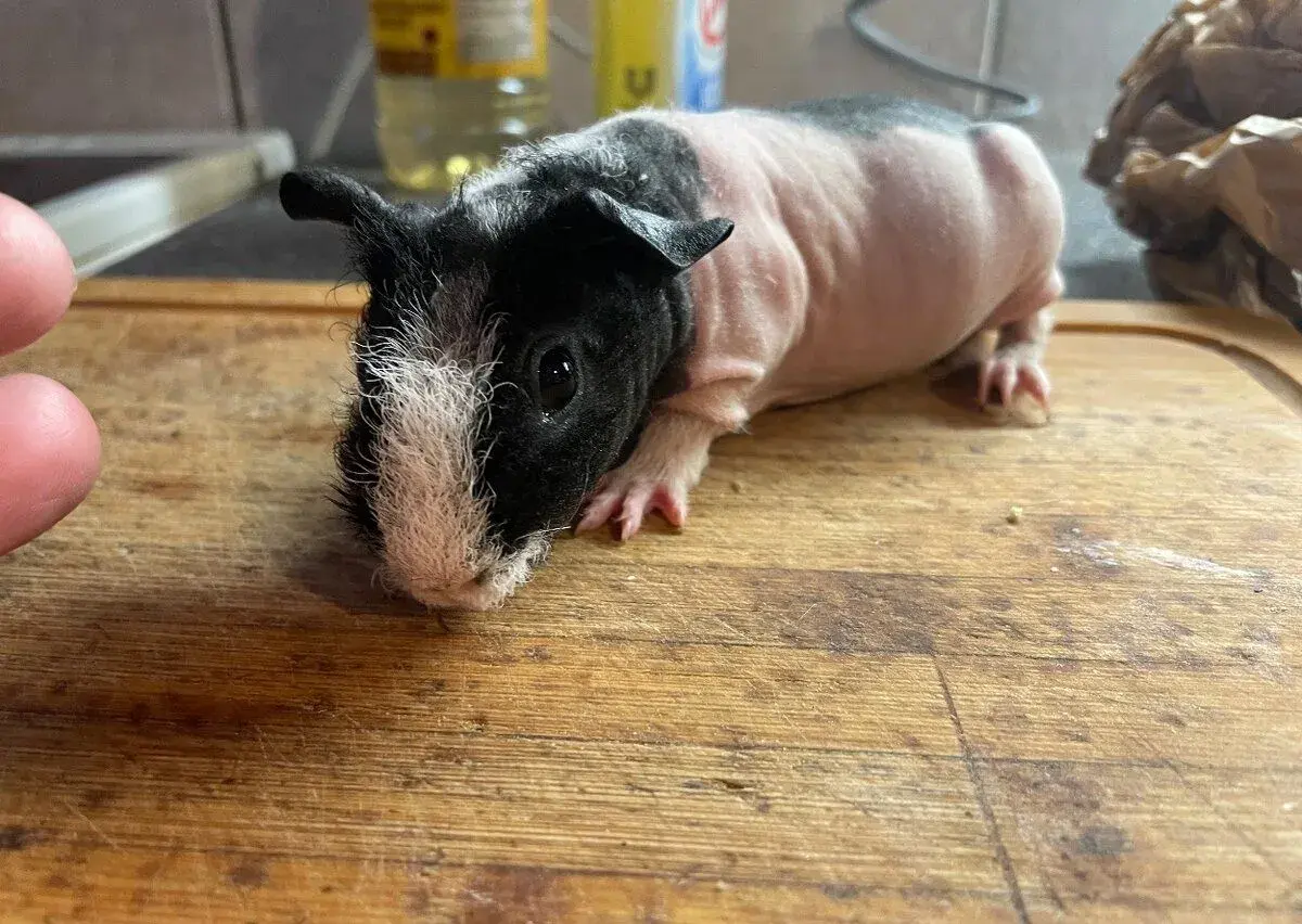 Skinny morče