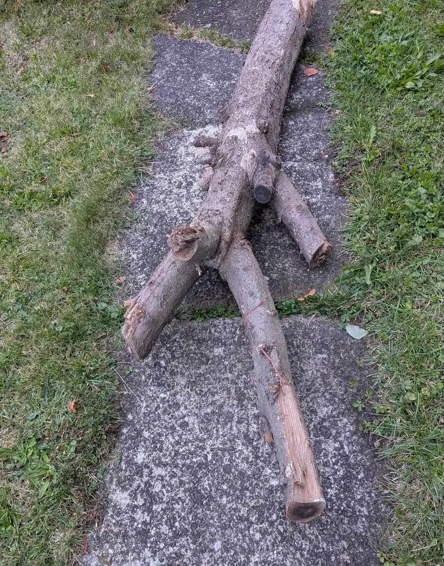 Jabloň pro řezbářské práce