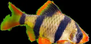 Darujem 6 rybiek - Parmička štvorpruhá 🐟