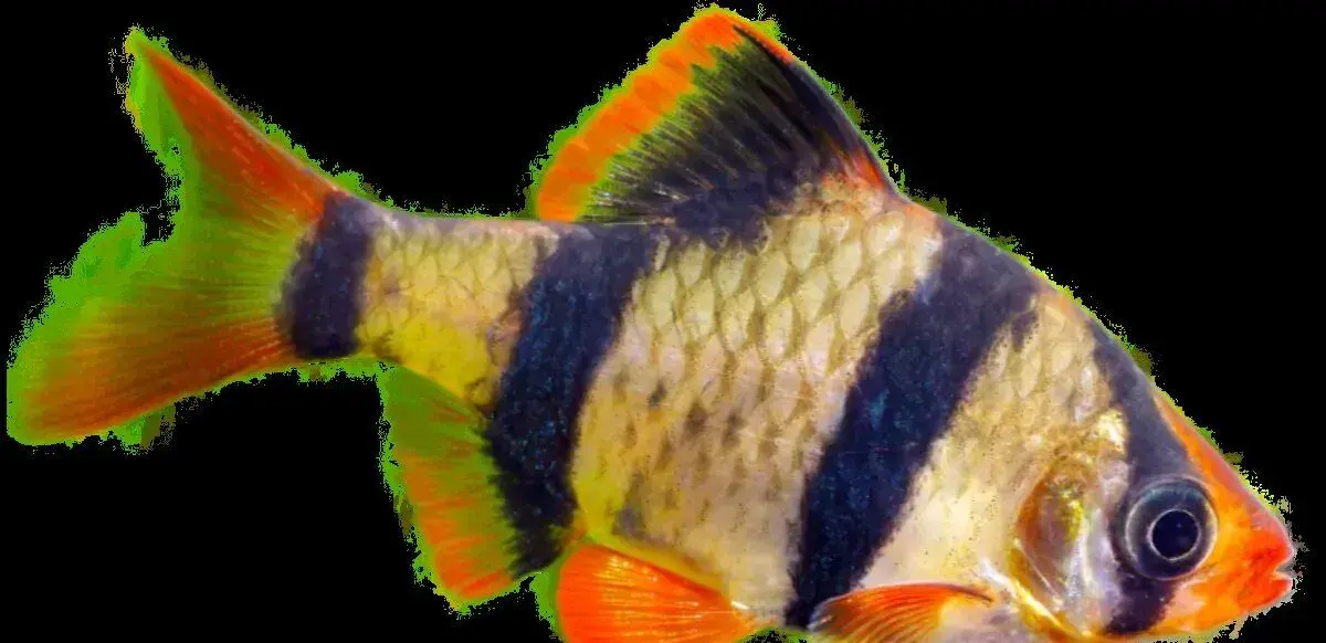 Darujem 6 rybiek - Parmička štvorpruhá 🐟