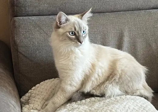 Ragdoll