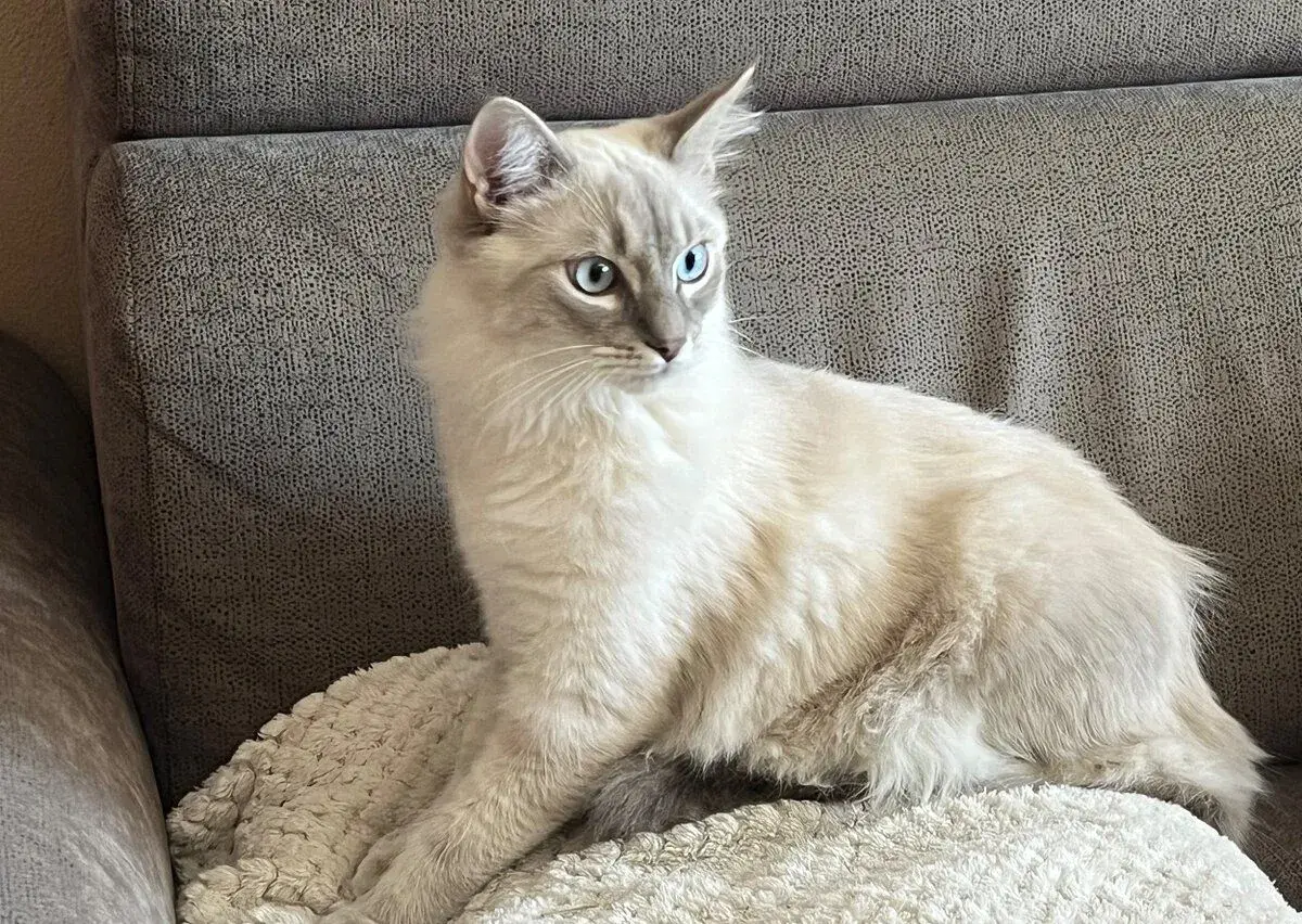 Ragdoll