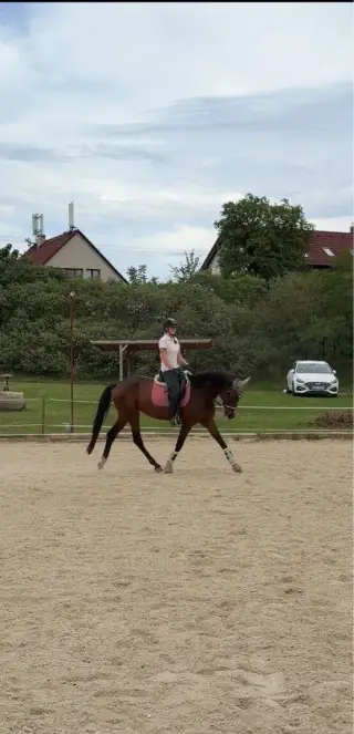 5ti letá skoková klisna