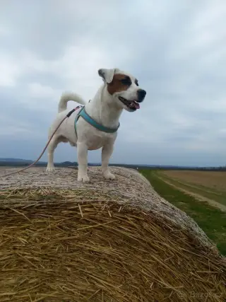 Jack Russell Terriér - krytí