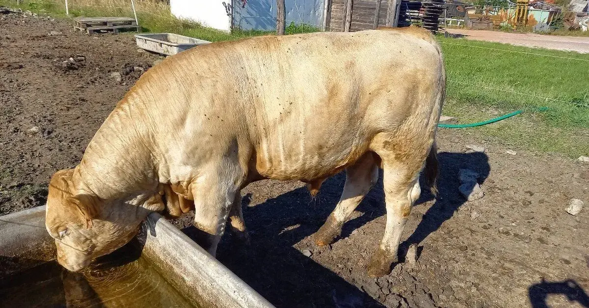 Zástav býčci a jalovice (5ks) BIO