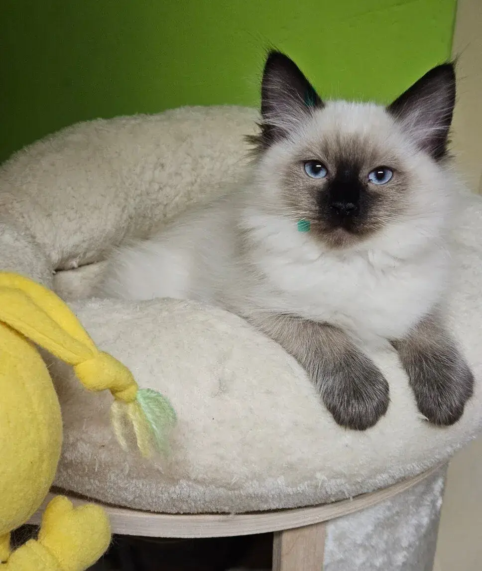 Ragdoll kocourek JIŽ K ODBĚRU
