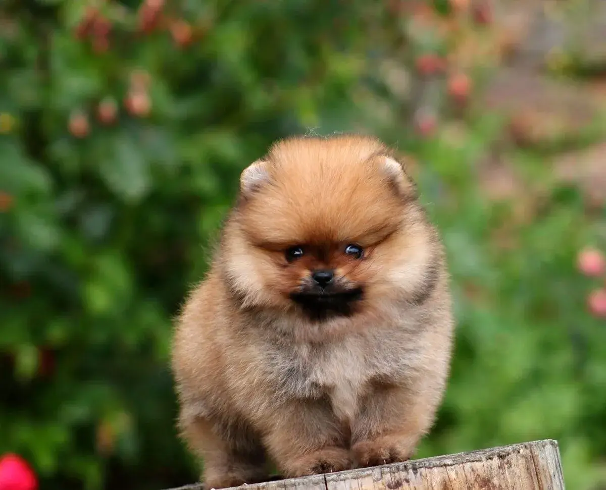 POMERANIAN S PP